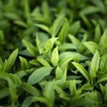 Tea Tree Essential Oil