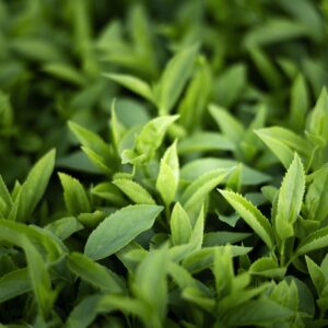 Tea Tree Essential Oil
