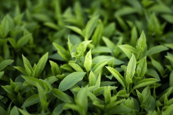 Tea Tree Essential Oil