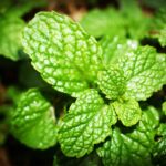 Peppermint Essential Oil