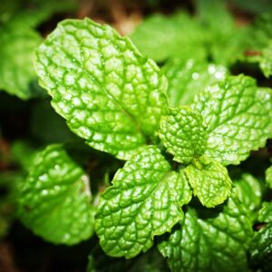 Peppermint Essential Oil