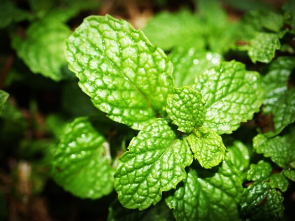 Peppermint Essential Oil