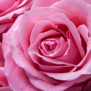 rose-essential-oils
