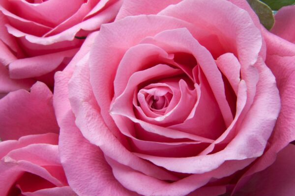 rose-essential-oils